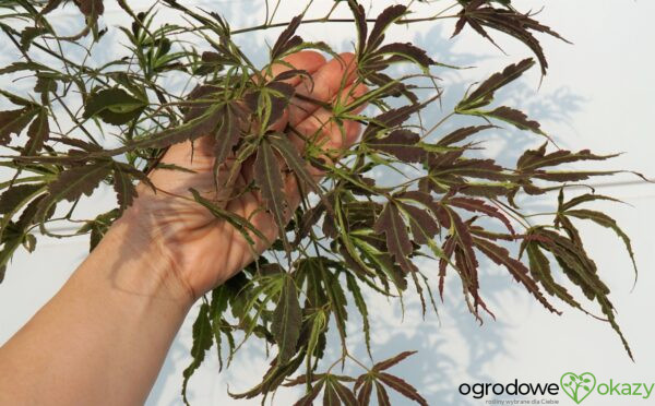 KLON PALMOWY MANYO NO SATO Acer palmatum