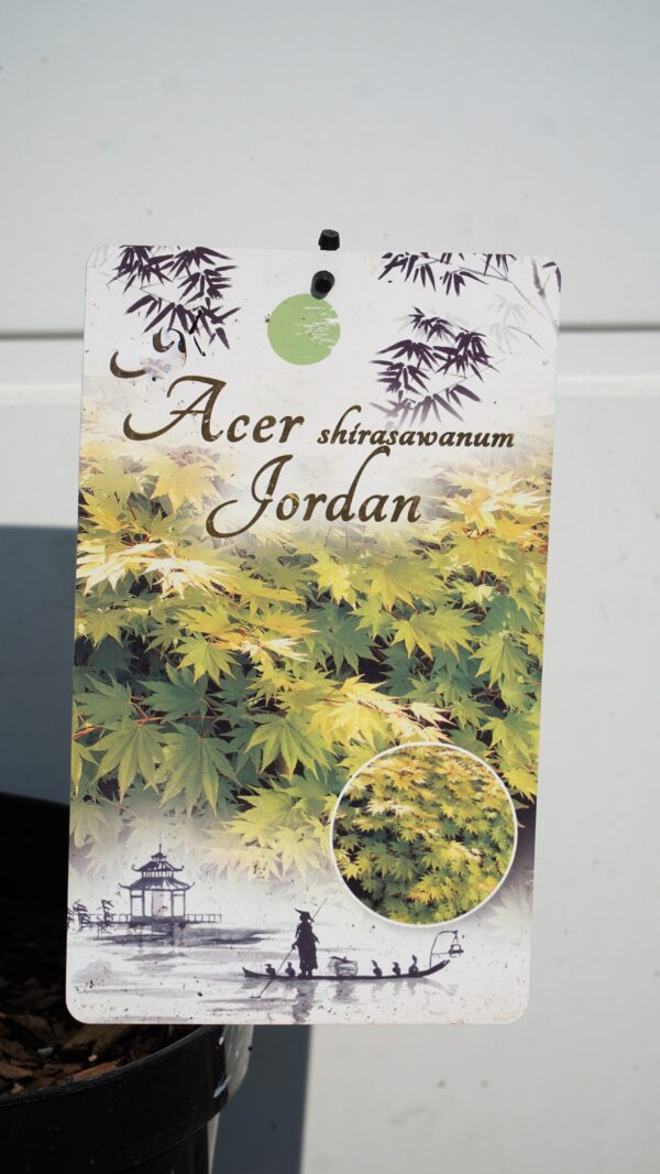 KLON SHIRASAWY JORDAN Acer shirasawanum