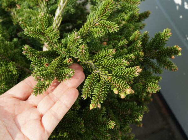 ŚWIERK KAUKASKI HEXENBESEN Picea orientalis