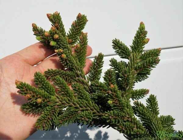 ŚWIERK KAUKASKI HEXENBESEN Picea orientalis