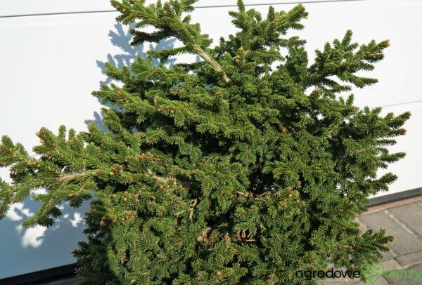 ŚWIERK KAUKASKI HEXENBESEN Picea orientalis