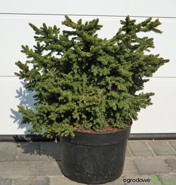 ŚWIERK KAUKASKI HEXENBESEN Picea orientalis