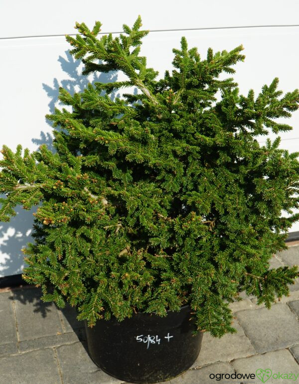 ŚWIERK KAUKASKI HEXENBESEN Picea orientalis