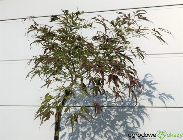 KLON PALMOWY MANYO NO SATO Acer palmatum