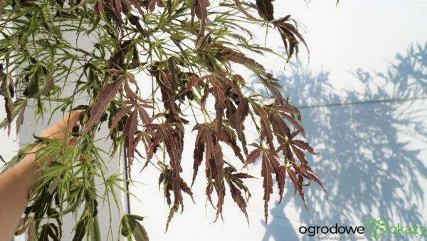 KLON PALMOWY MANYO NO SATO Acer palmatum