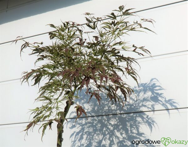 KLON PALMOWY MANYO NO SATO Acer palmatum