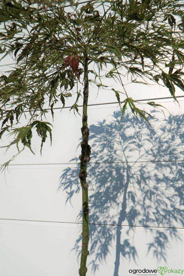 KLON PALMOWY MANYO NO SATO Acer palmatum