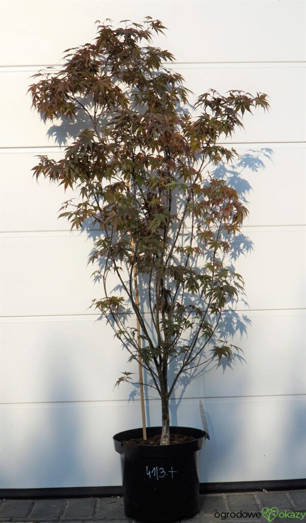 KLON PALMOWY SKEETER'S BROOM Acer Palmatum