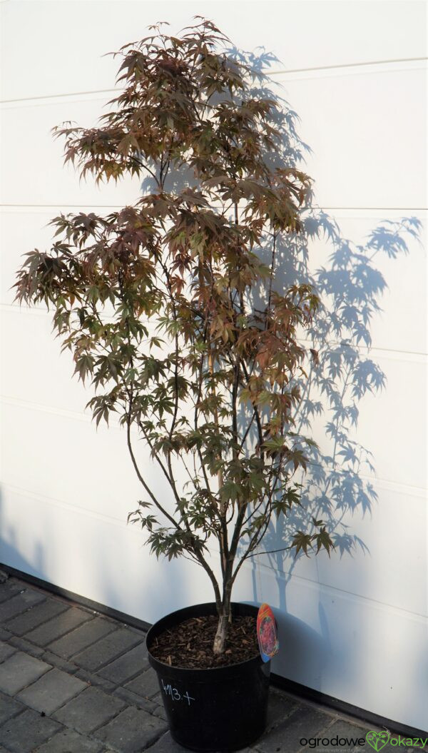 KLON PALMOWY SKEETER'S BROOM Acer Palmatum