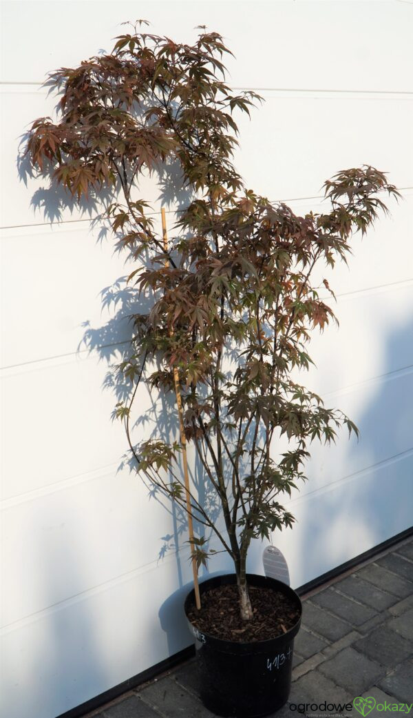 KLON PALMOWY SKEETER'S BROOM Acer Palmatum