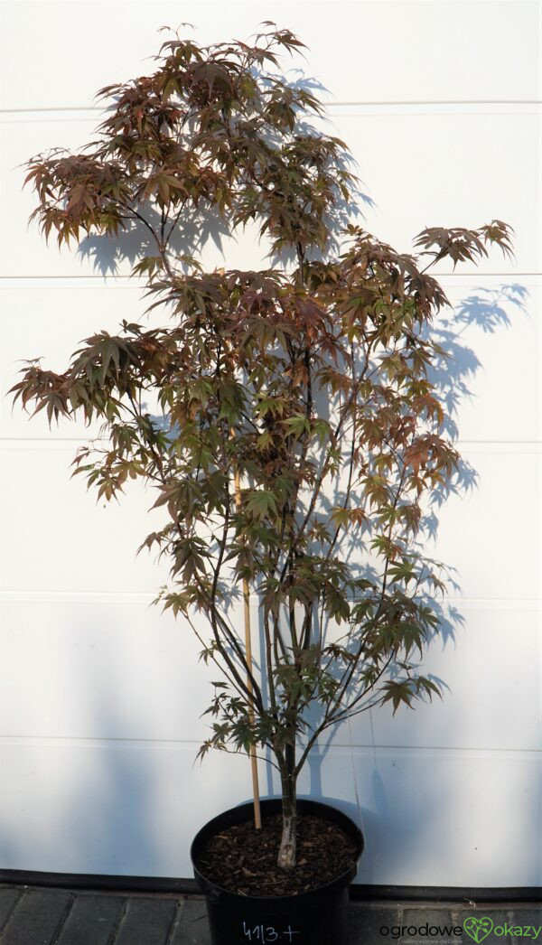 KLON PALMOWY SKEETER'S BROOM Acer Palmatum