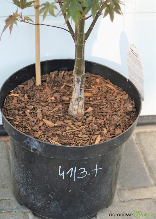 KLON PALMOWY SKEETER'S BROOM Acer Palmatum