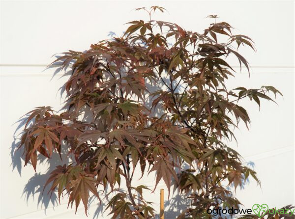 KLON PALMOWY SKEETER'S BROOM Acer Palmatum