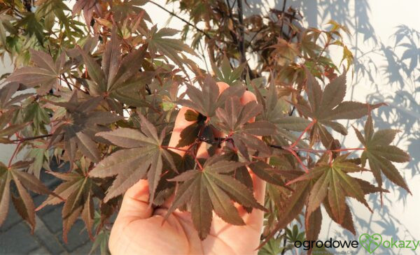 KLON PALMOWY SKEETER'S BROOM Acer Palmatum