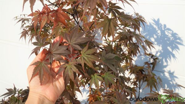 KLON PALMOWY SKEETER'S BROOM Acer Palmatum