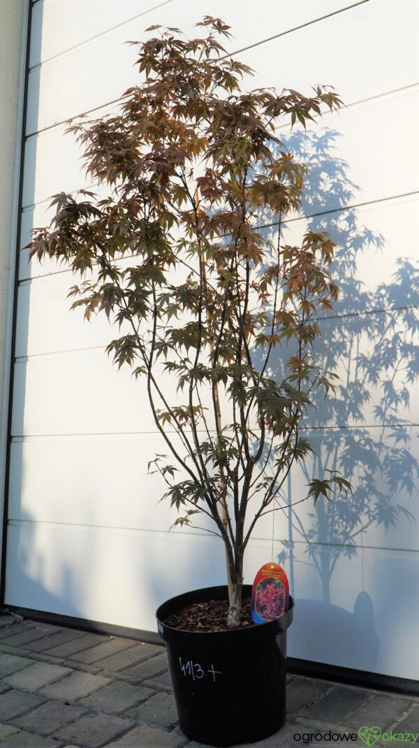 KLON PALMOWY SKEETER'S BROOM Acer Palmatum