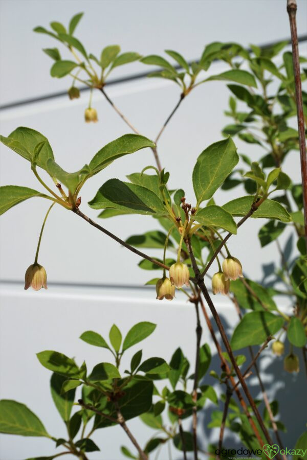 ENKIANT DZWONKOWATY Enkianthus campanulatus