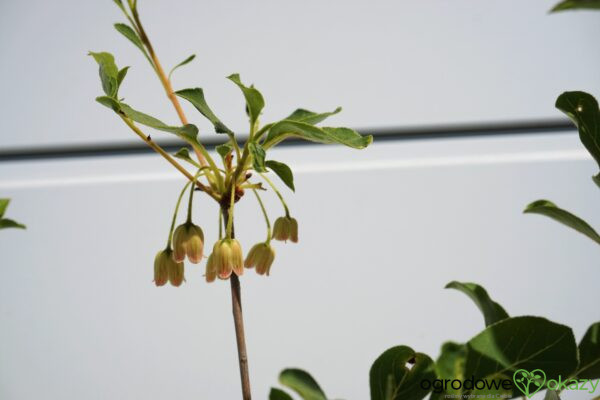 ENKIANT DZWONKOWATY Enkianthus campanulatus