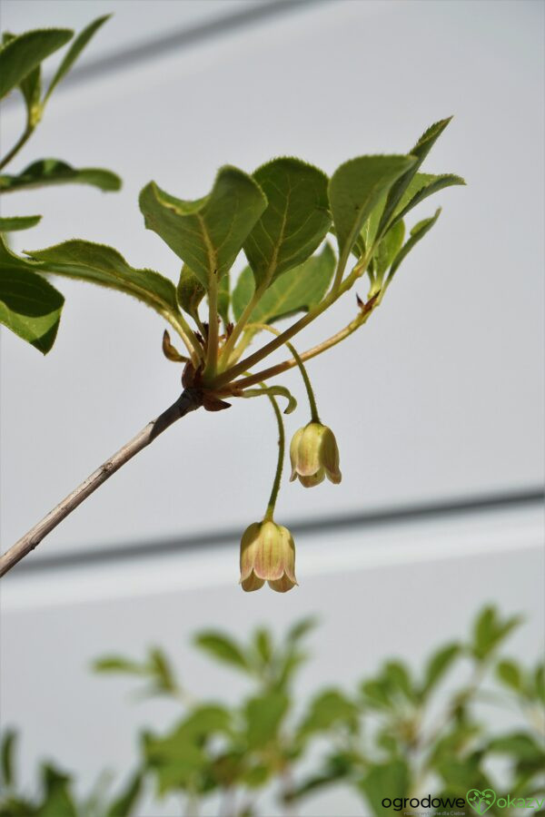 ENKIANT DZWONKOWATY Enkianthus campanulatus