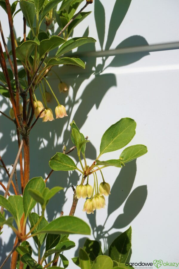 ENKIANT DZWONKOWATY Enkianthus campanulatus