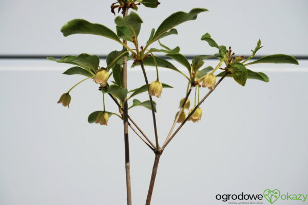 ENKIANT DZWONKOWATY Enkianthus campanulatus