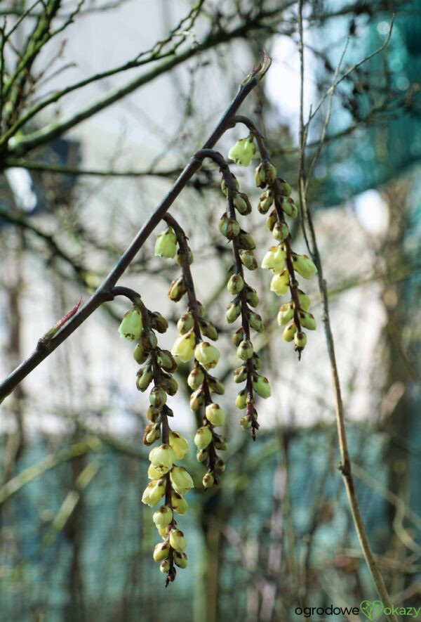 STACHIUREK CHIIŃSKI CELINA Stachyurus chinensis