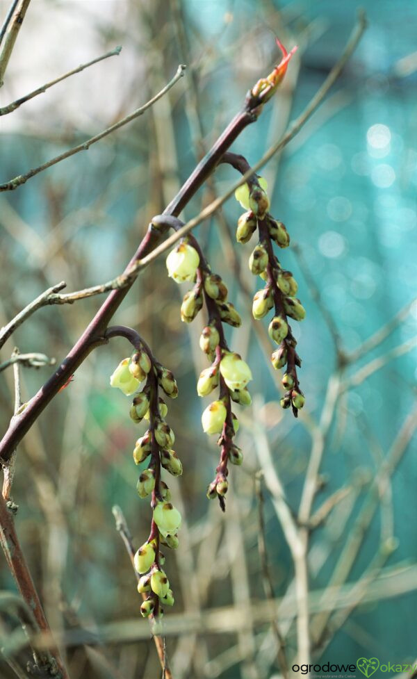 STACHIUREK CHIIŃSKI CELINA Stachyurus chinensis