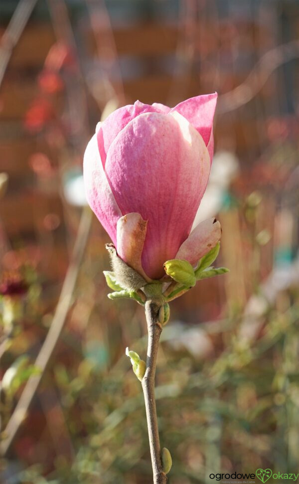 MAGNOLIA ALEXANDRINA