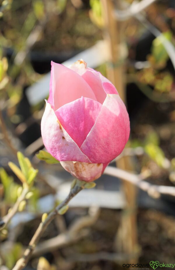 MAGNOLIA ALEXANDRINA