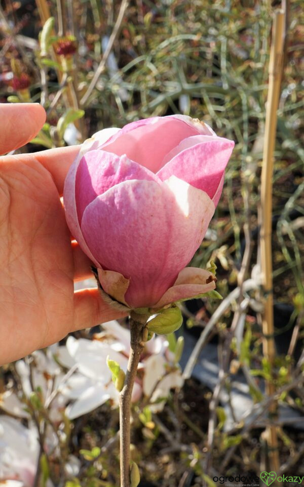 MAGNOLIA ALEXANDRINA