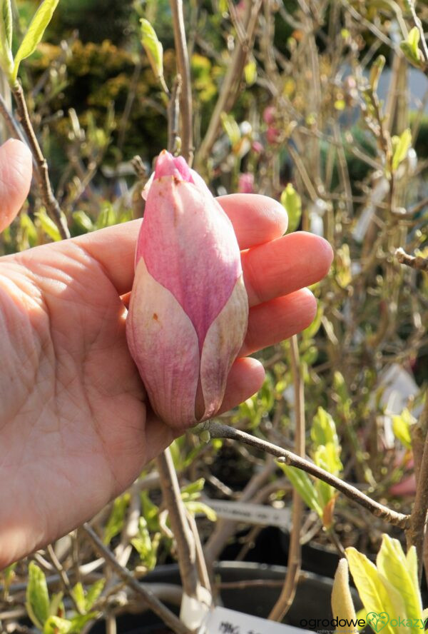 MAGNOLIA ALEXANDRINA