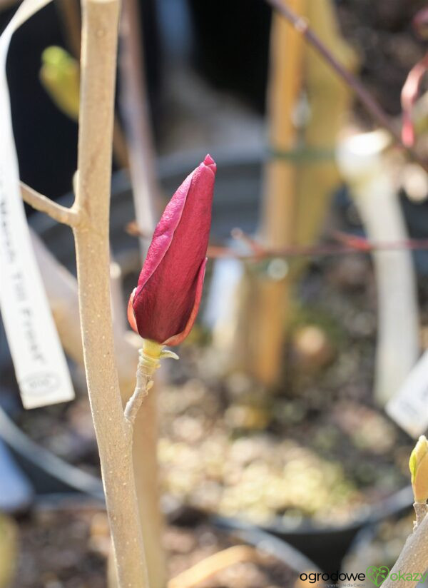 MAGNOLIA MARCH TILL FROST