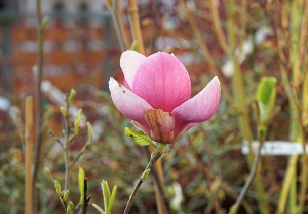 MAGNOLIA ALEXANDRINA