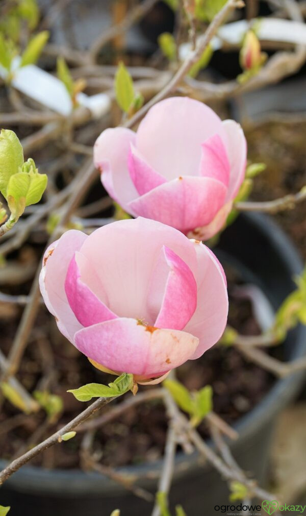 MAGNOLIA ALEXANDRINA