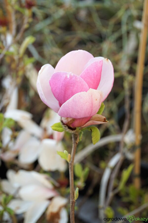 MAGNOLIA ALEXANDRINA