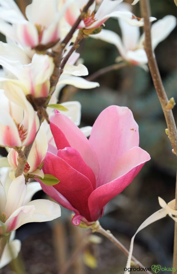 MAGNOLIA MARCH TILL FROST