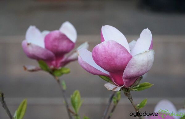 MAGNOLIA ALEXANDRINA