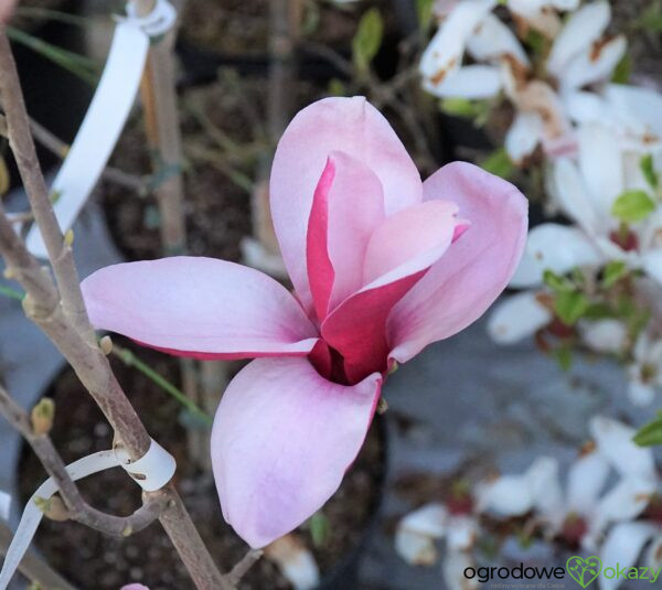 MAGNOLIA MARCH TILL FROST