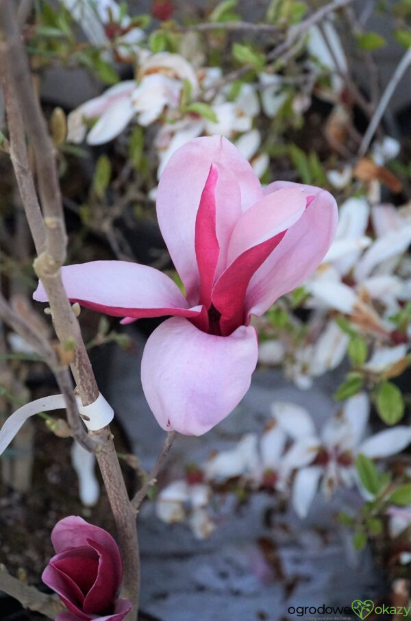 MAGNOLIA MARCH TILL FROST