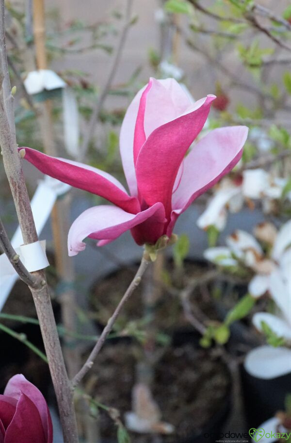 MAGNOLIA MARCH TILL FROST