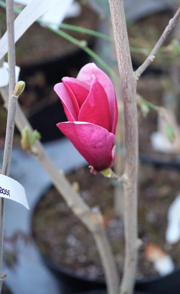 MAGNOLIA MARCH TILL FROST