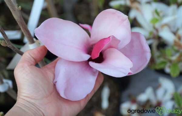 MAGNOLIA MARCH TILL FROST