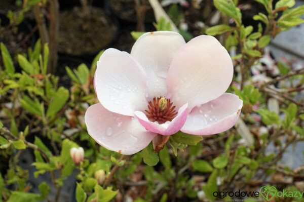 MAGNOLIA ALEXANDRINA