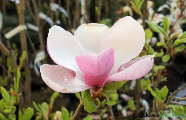 MAGNOLIA ALEXANDRINA