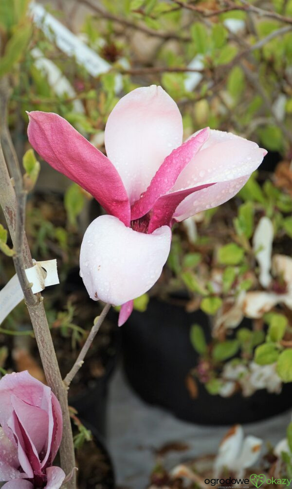 MAGNOLIA MARCH TILL FROST