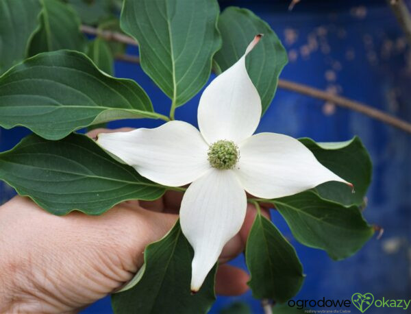 DEREŃ KOUSA WEISSE FONTAINE Cornus cousa