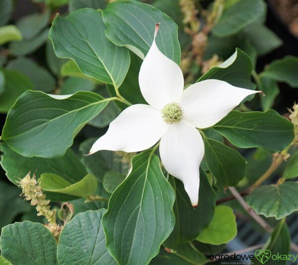 DEREŃ KOUSA WEISSE FONTAINE Cornus cousa