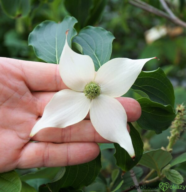 DEREŃ KOUSA WEISSE FONTAINE Cornus cousa