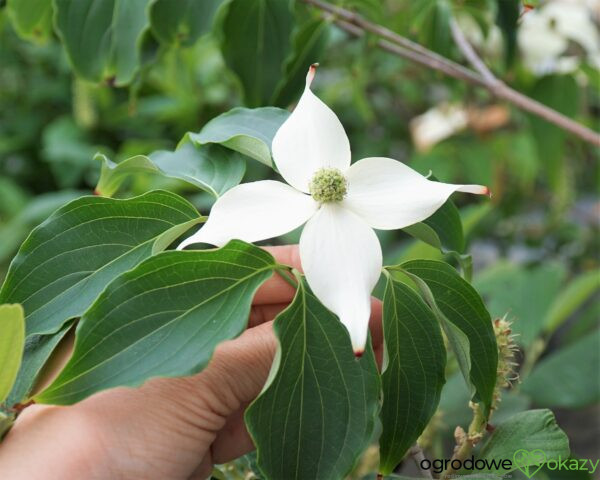 DEREŃ KOUSA WEISSE FONTAINE Cornus cousa