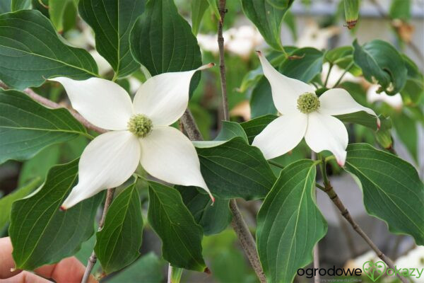 DEREŃ KOUSA WEISSE FONTAINE Cornus cousa